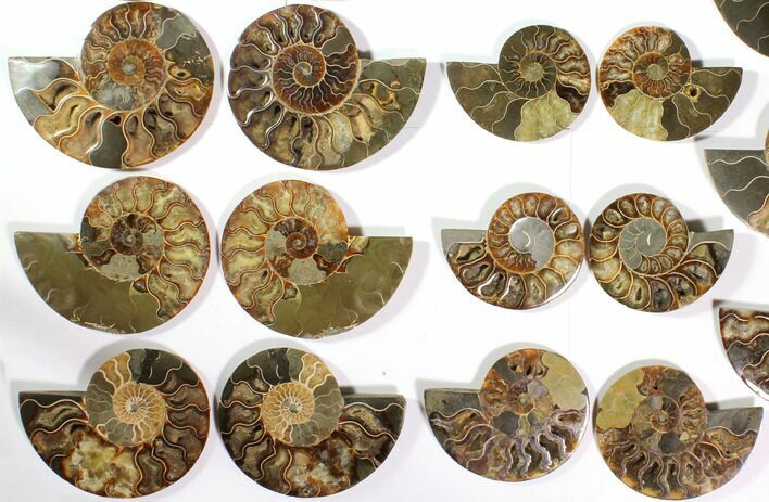 Lot: to Cut/Polished Ammonite Fossil - Pairs #117037